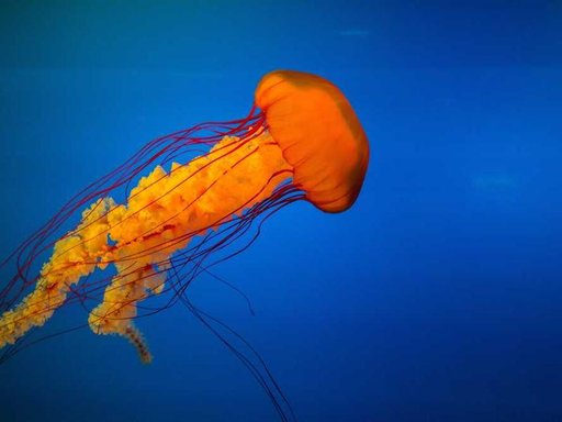 Продажа 5 кімнатної квартири на Добросусідський провулок 15