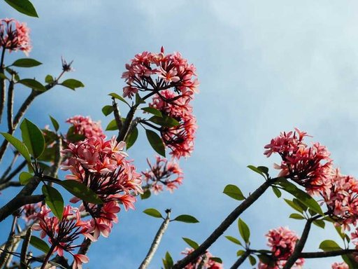 Оренда 3 кімнатного будинку по вулиця Олега Дідушка 3