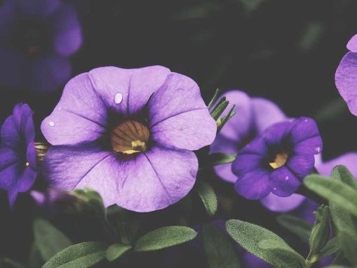 Оренда 5 кімнатного будинку по вулиця Миколи Ушакова 6