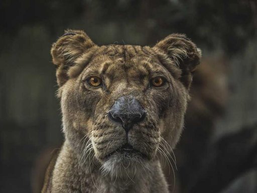 Оренда 3 кімнатного будинку по вулиця Івана Мазепи 13