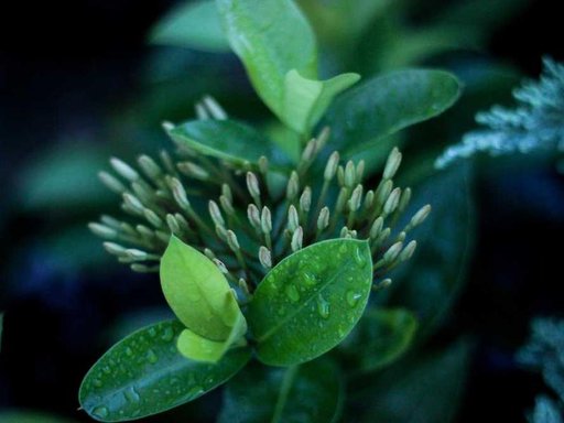 Оренда 3 кімнатного будинку по Ярославська вулиця 11-В