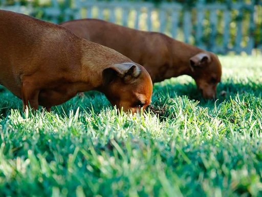 Оренда 3 кімнатного будинку по Учбовий провулок 2-А