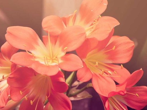 Оренда 5 кімнатного будинку по Осіння вулиця 33