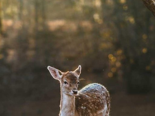 Оренда 2 кімнатного будинку по Берестейський проспект 118