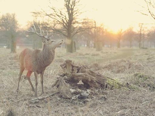 Оренда 4 кімнатного будинку по Корчуватська вулиця 8-А