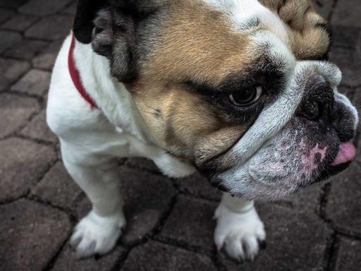 Оренда 4 кімнатного будинку по Георгіївський провулок 7