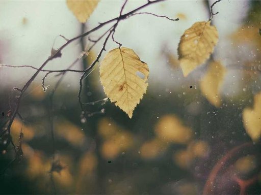 Оренда 1 кімнатного будинку по Черешневий провулок 7