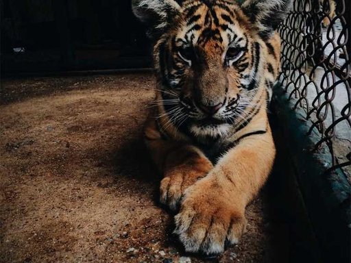 Оренда 4 кімнатного будинку по вулиця Івана Виговського 8-Б