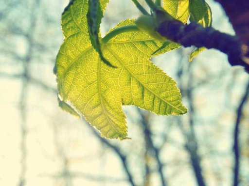 Оренда 4 кімнатного будинку по Кишинівська вулиця 24