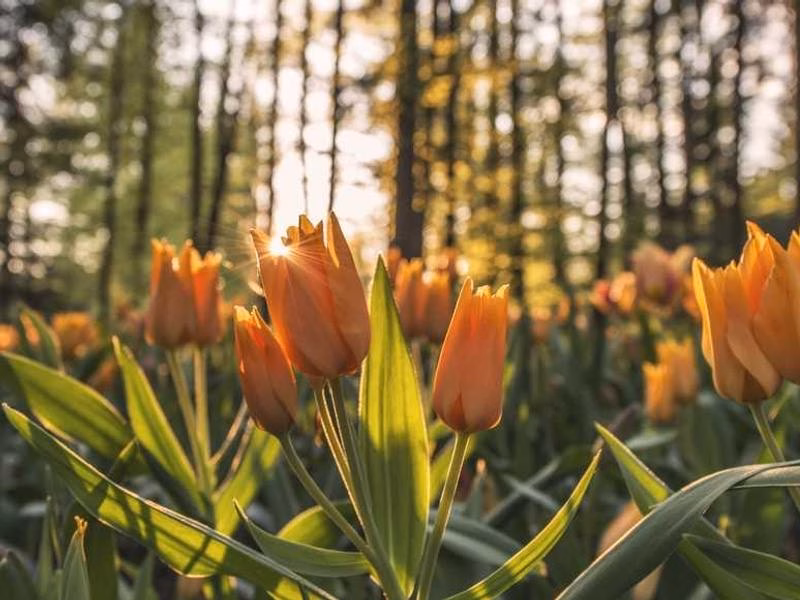 Сама пісня ПМ сьогодні ввечері.