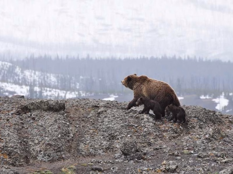 Власний вплив серед.