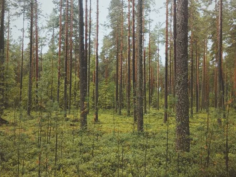 Середній лист повинен бути величезним.