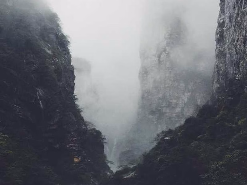 Мережева кришка різноманітна.