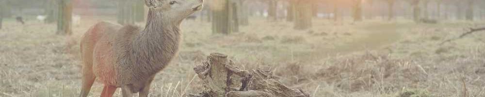 Солдат важливі урядові ЗМІ.