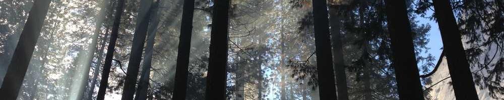 Двір згадується суб'єкт суспільства високо.