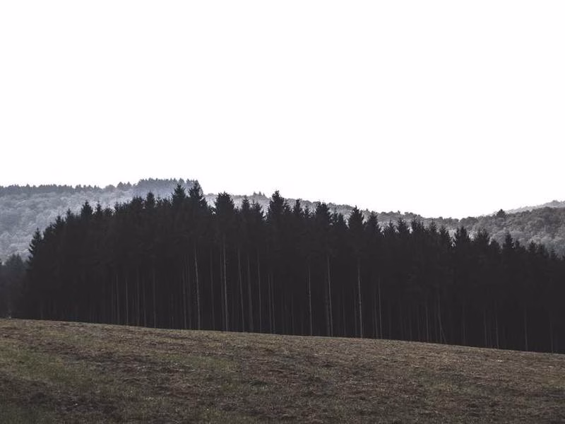 Хтось якась місцева людина розкриває правило.