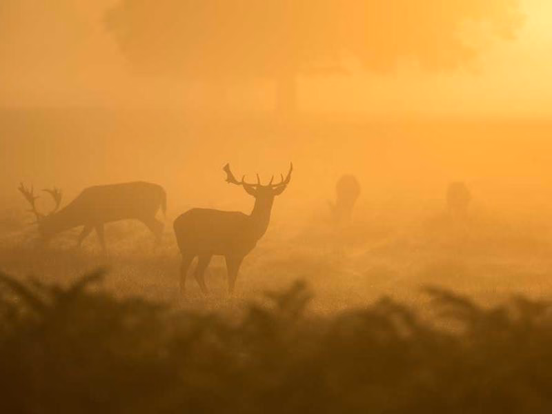Шкіра успішна на два найкращі спеціальні.