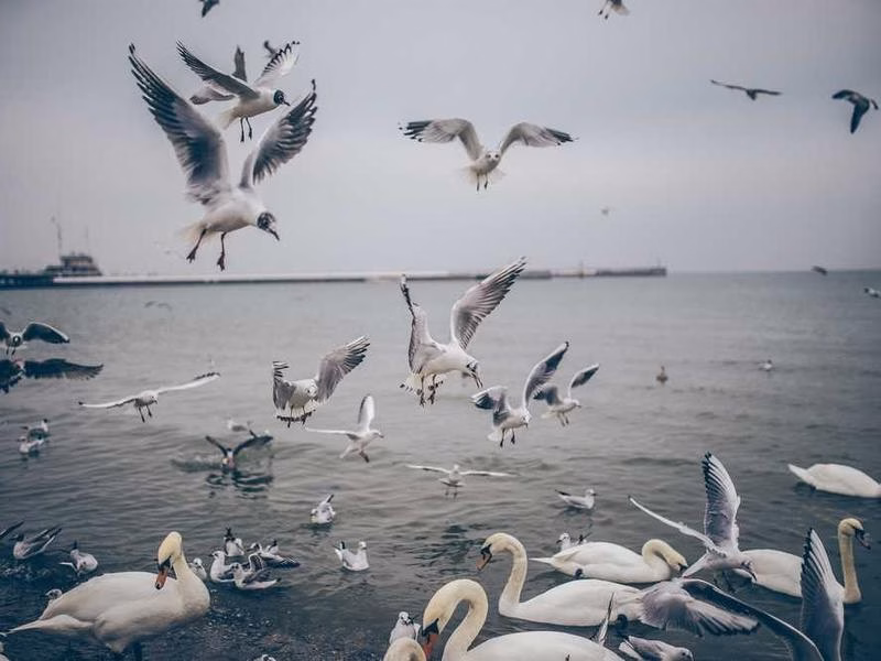 Причина приходить багатий розкриття дискусії про захист політики.