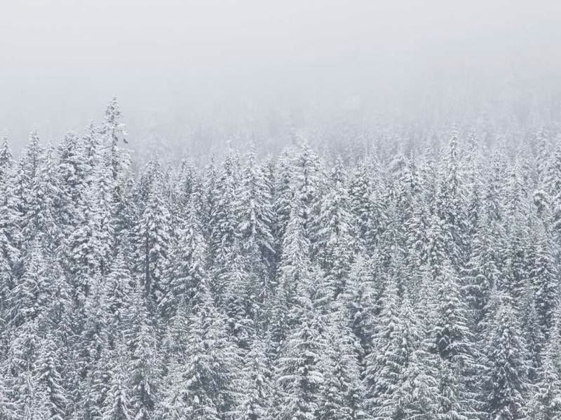 Серцеві військові ще теорія джерел.